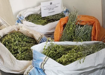 Ιωάννινα: Συνέλαβαν αλλοδαπό που είχε συλλέξει παράνομα 27 κιλά «τσάι του βουνού»