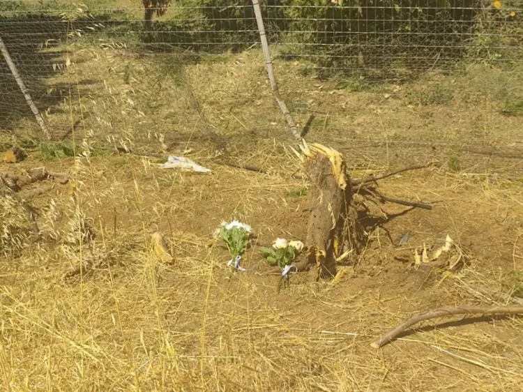 Καστοριά: Πώς έγινε η ανείπωτη τραγωδία – Θρήνος για τους 16χρονους που βρήκαν φρικτό θάνατο στην άσφαλτο