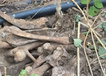 ΕΔΕ για παράνομο νεκροταφείο ζώων που βρέθηκε στο Άλσος Χωροφυλακής!