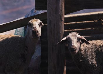 «Βόμβα» Μόσχου: Αυτός είναι ο λόγος που σφαγιάζουν μαζικά τα πρόβατα αντί να τα εμβολιάσουν