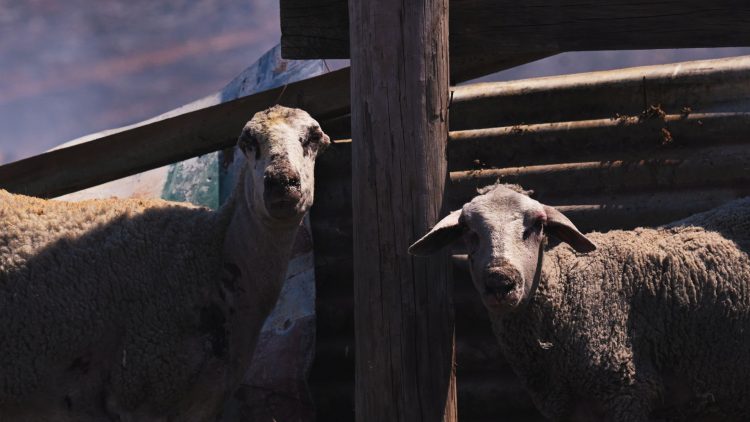 «Βόμβα» Μόσχου: Αυτός είναι ο λόγος που σφαγιάζουν μαζικά τα πρόβατα αντί να τα εμβολιάσουν