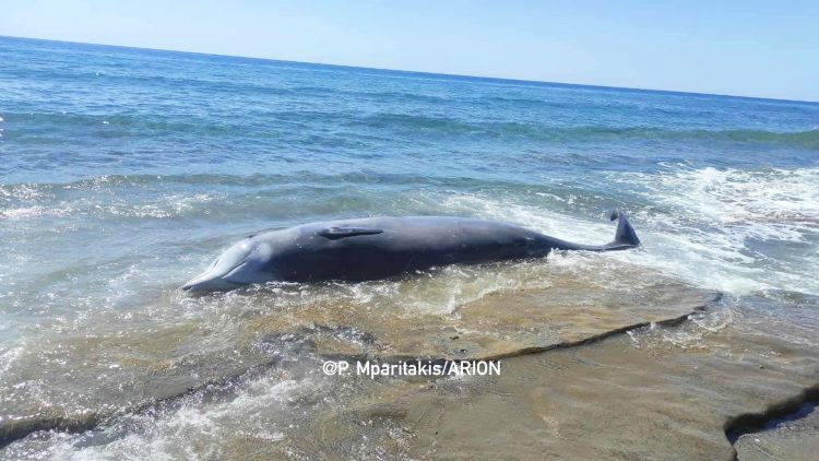 Τρεις νεκρές φάλαινες μέσα σε 24 ώρες στην Κρήτη