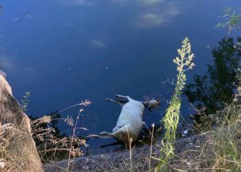 Θεσσαλία: Πέταξαν νεκρά πρόβατα στον Πηνειό – Υγειονομική βόμβα