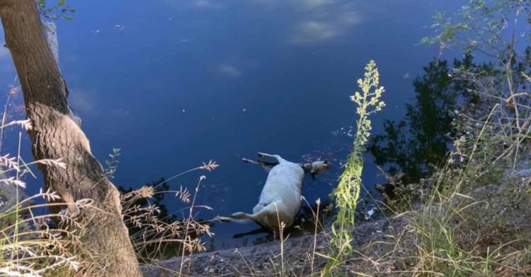 Θεσσαλία: Πέταξαν νεκρά πρόβατα στον Πηνειό – Υγειονομική βόμβα