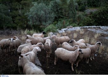 Σύσκεψη στην Αχαΐα για την ευλογιά των αιγοπροβάτων