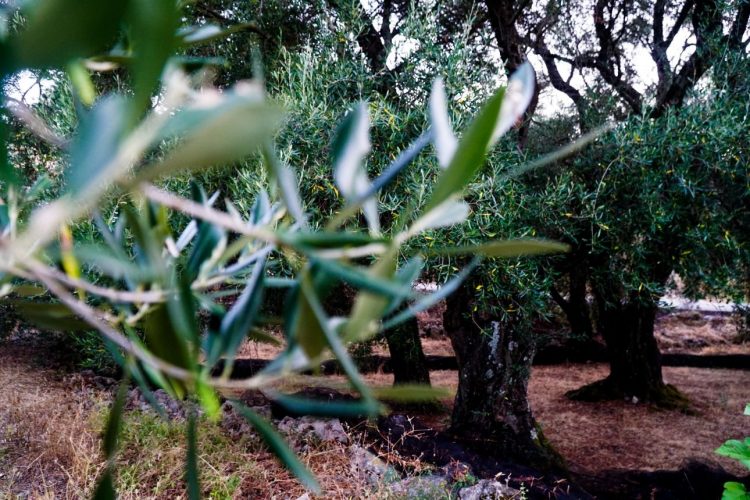 ΟΠΕΚΕΠΕ: Ο «Φραπές», τα αδήλωτα 2,5 εκατ. ευρώ, η Jaguar και τα άλλα 7 οχήματα