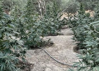 Ρέθυμνο: Εντοπίστηκε φυτεία δενδρυλλίων κάνναβης