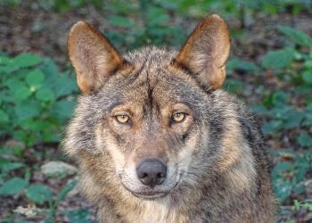 Ξάνθη: Αγέλη λύκων πλησιάζει κατοικημένες περιοχές – Σε επιφυλακή κυνηγοί και κτηνοτρόφοι