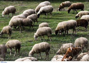 Έβρος: Συνελήφθη 60χρονος για εισαγωγή παράνομων εμβολίων κατά της ευλογιάς των αιγοπροβάτων από την Τουρκία