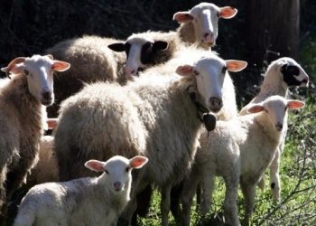 ΕΟΦ: Δεν υφίσταται αδειοδοτημένο εμβόλιο κατά της ευλογιάς των αιγοπροβάτων στην Ελλάδα και στην ΕΕ