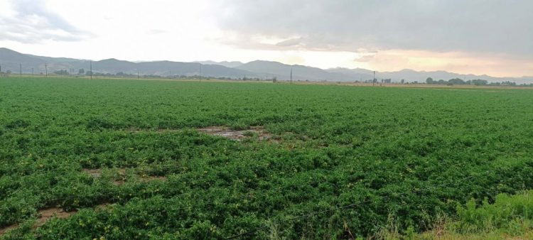 Υπουργείο Αγροτικής Ανάπτυξης και Τροφίμων: Οριστικό τέλος στη «τεχνική λύση»