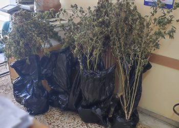 ΕΟΠΑΕ: Συναγερμός για τη χρήση κάνναβης στους νέους – Αυξάνονται τα περιστατικά και οι κίνδυνοι για την υγεία