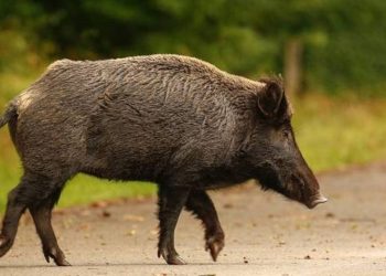 Μάνη: Νεκρός 24χρονος μοτοσικλετιστής έπειτα από σύγκρουση με αγριογούρουνο