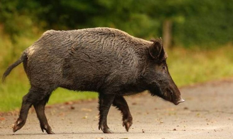 Μάνη: Νεκρός 24χρονος μοτοσικλετιστής έπειτα από σύγκρουση με αγριογούρουνο