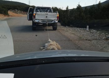 Βοιωτία: Έσερνε νεκρό σκύλο με το αγροτικό του για να μην… λερώσει την καρότσα!
