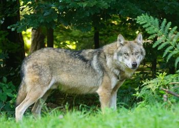 Θεσσαλονίκη: Αγέλη λύκων έκανε την εμφάνισή της στις παρυφές της Πυλαίας
