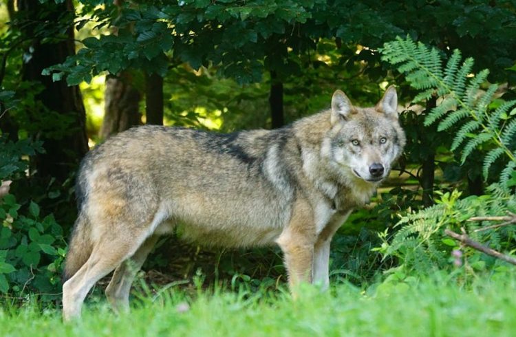 Θεσσαλονίκη: Αγέλη λύκων έκανε την εμφάνισή της στις παρυφές της Πυλαίας