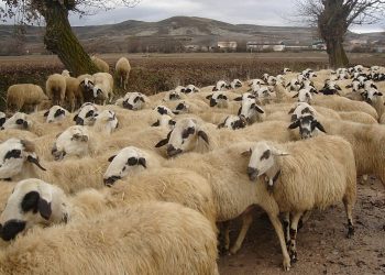 Ευλογιά των αιγοπροβάτων: Οκτώ συλλήψεις για παραβίαση των μέτρων βιοασφάλειας