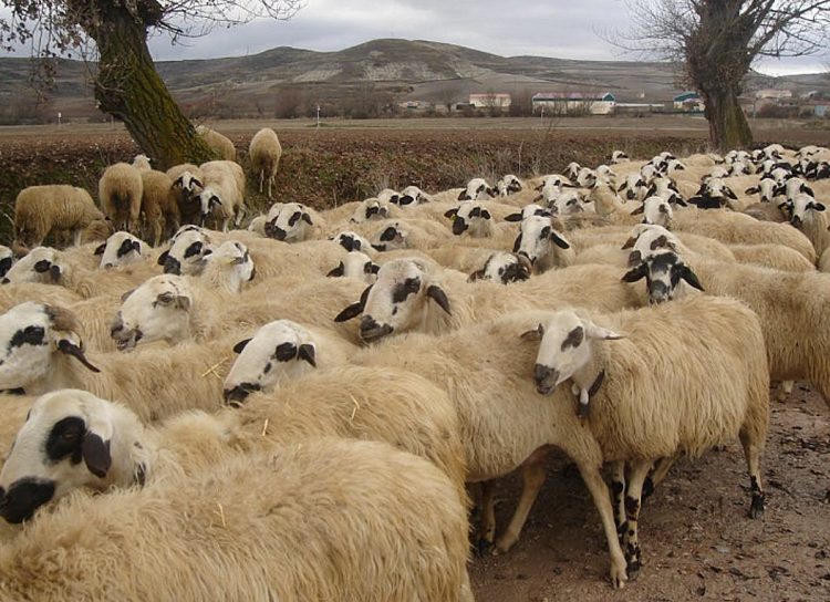 Ευλογιά των αιγοπροβάτων: Οκτώ συλλήψεις για παραβίαση των μέτρων βιοασφάλειας