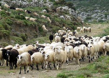 Ευλογιά αιγοπροβάτων: Πόσα έχουν θανατωθεί – Τι ισχύει για τον εμβολιασμό και την ανασύσταση του ζωικού κεφαλαίου
