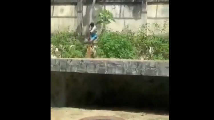 Βραζιλία: Ένας 19χρονος σκοτώθηκε από λιοντάρι σε ζωολογικό κήπο