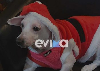 Σκυλάκι στην Εύβοια ντύθηκε Άγιος Βασίλης – ΒΙΝΤΕΟ