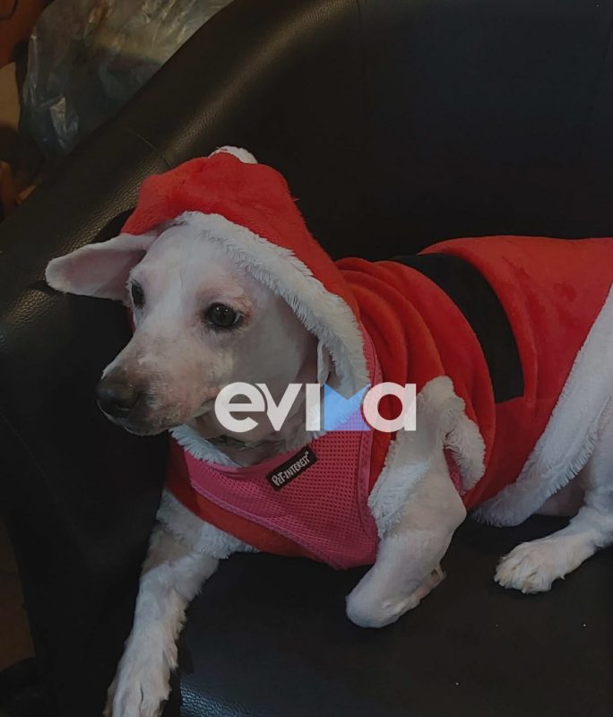 Σκυλάκι στην Εύβοια ντύθηκε Άγιος Βασίλης – ΒΙΝΤΕΟ