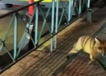 Κολωνάκι: Αλεπού εμφανίστηκε στην Πατριάρχου Ιωακείμ