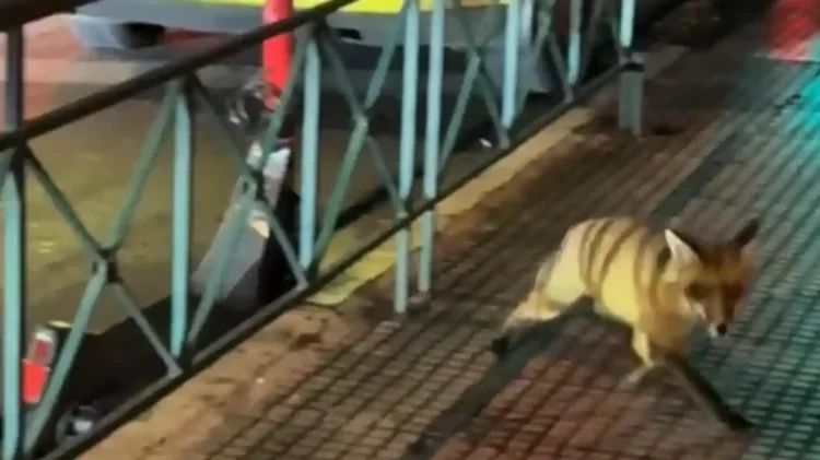 Κολωνάκι: Αλεπού εμφανίστηκε στην Πατριάρχου Ιωακείμ