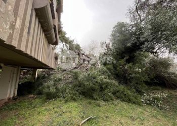 Πτώσεις δέντρων στην Αττική λόγω των θυελλωδών ανέμων – Στην Αγία Παρασκευή έπεσε πεύκο 25 μέτρων