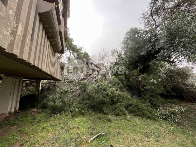 Πτώσεις δέντρων στην Αττική λόγω των θυελλωδών ανέμων – Στην Αγία Παρασκευή έπεσε πεύκο 25 μέτρων